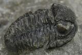 Bargain, Detailed Gerastos Trilobite Fossil - Morocco #275226-3